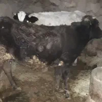 گاو جوان با دوتا گوساله نرو ماده|حیوانات مزرعه|ماهیدشت, |دیوار