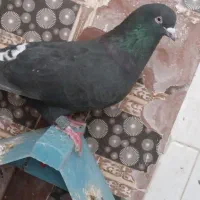 ۳عدد کبوتر  تاپ سیاه دم قهوه و گوره