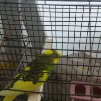 مرغ عشق نر|پرنده|بوکان, |دیوار