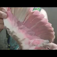 کفتر اصل|پرنده|صباشهر, |دیوار