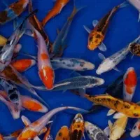 ماهی کوی باله بلند و باله کوتاه