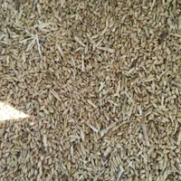 خریدو فروش گندم جو نخود  ارد وغیره در کوهدشت|خدمات باغبانی و درختکاری|کوهدشت, |دیوار