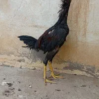 7 تا خروس لاری معاوضه|حیوانات مزرعه|تربت جام, شاهد|دیوار