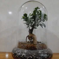 گل و گیاه