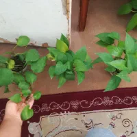 گل پتوس نئون ابلغ و سبز 75 هزار|گل و گیاه طبیعی|فسا, |دیوار