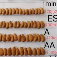 خرید و فروش انواع گردو و بادام بصورت نقدی|خدمات باغبانی و درختکاری|شهرکرد, |دیوار