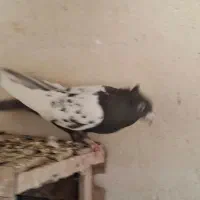 جفت نر ماده دم سیاه و دم قهوای تهران|پرنده|اقبالیه, |دیوار