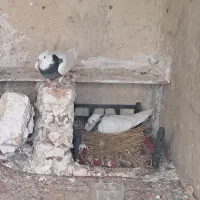 طوقی|پرنده|معمولان, |دیوار