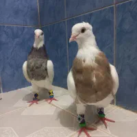 جفت طوقی شکلاتی و الماسی