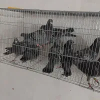 ۱۶ عدد کبوترپلاکی