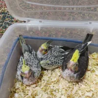 جوجه عروس هلندی