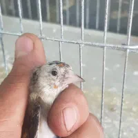 جوجه سهره نر