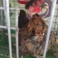 مرغ محلی|حیوانات مزرعه|قم, هنرستان|دیوار