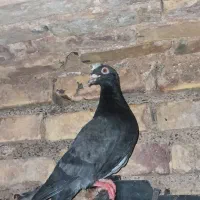 کفتر/کبوتر فروشی اردکان|پرنده|اردکان, |دیوار