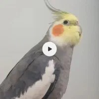 گمشده
