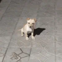 توله پاکوتاه