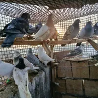 کفتر بوم پرشی|پرنده|مشهد, نوید|دیوار