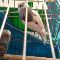 دو جفت مرغ عشق|پرنده|پاکدشت, پاکدشت (مامازند)|دیوار