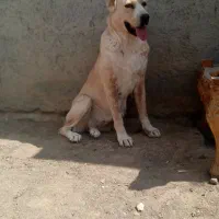 واگذاری سگ آلابای قدرجونی پژدر سرابی افغان|سگ|نجفآباد, گلدشت|دیوار