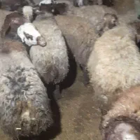 شیشک‌وبره‌|حیوانات مزرعه|دهگلان, |دیوار