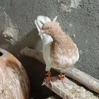 سه عدد کفتر پرش|پرنده|مشهد, امیرآباد|دیوار