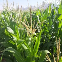 ذرت علوفه ای