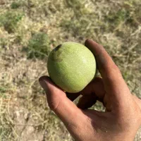 گردو|خوردنی و آشامیدنی|تهران, میدان میوه و تره‌بار مرکزی|دیوار