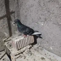 کبوتر ابلغ