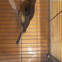 قناری ماده|پرنده|سمنان, |دیوار