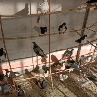 کبوتر .خوش رنگ