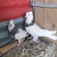 طوقی|پرنده|شاهرود, |دیوار