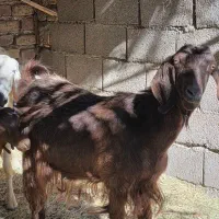 گوسفند|حیوانات مزرعه|بم, |دیوار