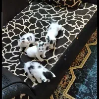 توله گربه رایگان