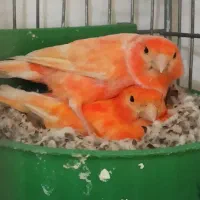 یک جفت قناری سرخ اصیل مولد واقعی با جوجه