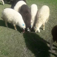 بره|حیوانات مزرعه|کرمانشاه, |دیوار