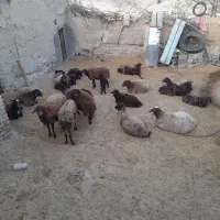 گوسفند داشتی