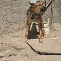 واگذری ژرمن رایکان