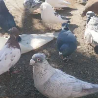 کفتر|پرنده|رفسنجان, |دیوار