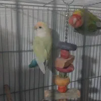 یک جفت کوتوله برزیلی|پرنده|گرگان, |دیوار