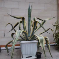 کاکتوس آگاو