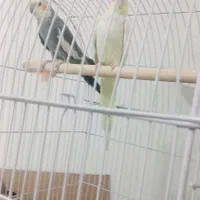 عروس هلندی جفت|پرنده|بوئین زهرا, |دیوار