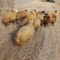 بره پرواری جفت هشتادکیلو‌