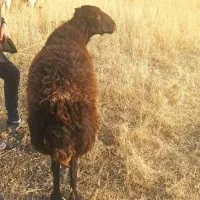 فروش قوچ اصل افشار