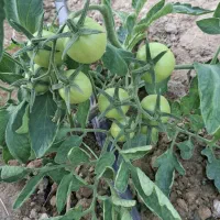 گلخانه فروشی ۲۵۰۰ متر مربع