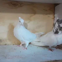 ۵تا کفتر درجه ۱