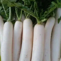 ترب درجه یک