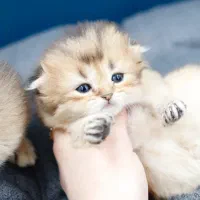 بچه گربه اسکاتیش بریتیش پرشین|گربه|تبریز, |دیوار
