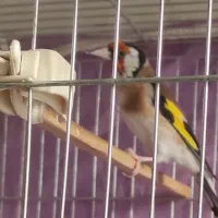 فروش قناری سهره و سهره قناری