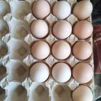 تخته مرغ نطفه و تخمه غاز