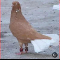 یشق